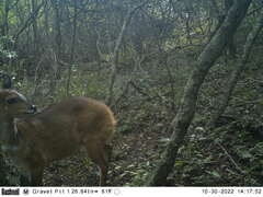 Tragelaphus sylvaticus sylvaticus