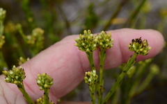 Thesium spicatum