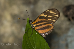 Eueides isabella eva