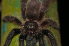 Psalmopoeus victori