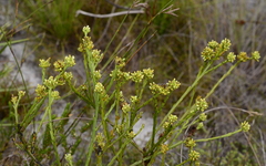 Thesium spicatum