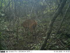 Tragelaphus sylvaticus sylvaticus