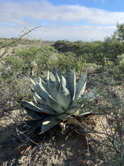 Agave vizcainoensis