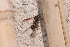 Eumenes labiatus
