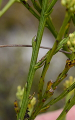 Thesium spicatum