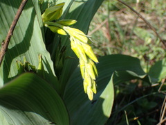 Hypoxis colchicifolia