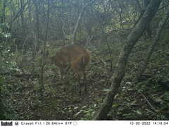 Tragelaphus sylvaticus sylvaticus