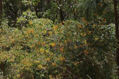 Pultenaea alea