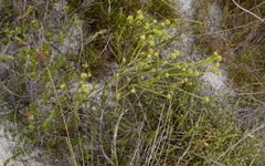 Thesium spicatum
