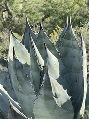Agave vizcainoensis