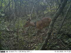 Tragelaphus sylvaticus sylvaticus