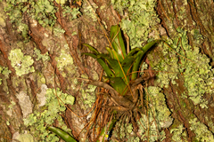 Tillandsioideae