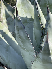 Agave vizcainoensis