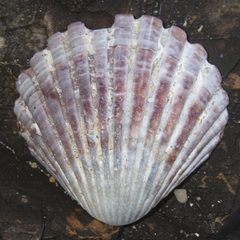 Pecten fumatus