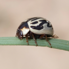 Zygogramma bicolorata