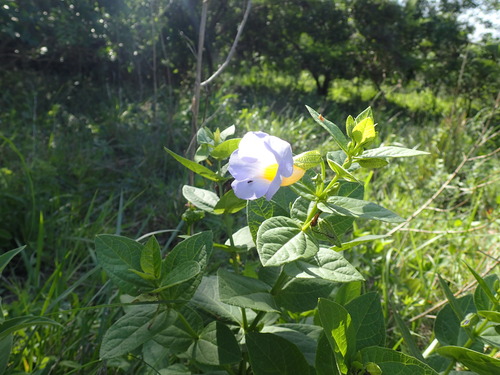 Thunbergia natalensis (Thunbergia natalensis)