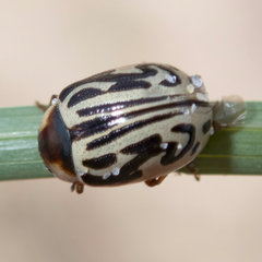 Zygogramma bicolorata