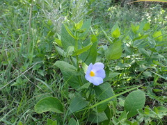 Thunbergia natalensis