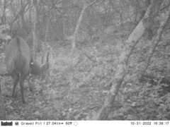 Tragelaphus sylvaticus sylvaticus