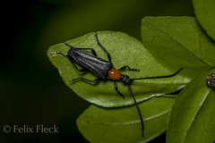 Cyphonotida rostrata