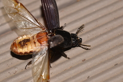 Mastachilus australasicus