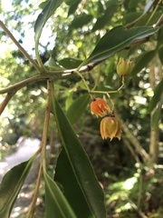 Pterocelastrus rostratus