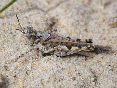 Pycnostictus seriatus