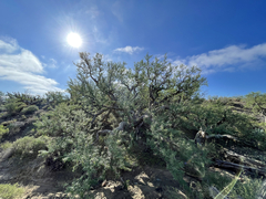 Pachycormus discolor