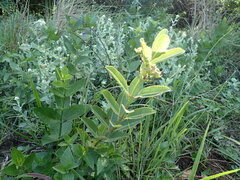Pachycarpus natalensis