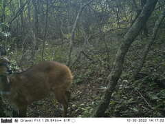 Tragelaphus sylvaticus sylvaticus