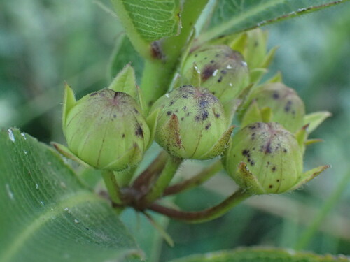Image of Pachycarpus natalensis by (c) Mahomed Desai, some rights reserved (CC BY)
