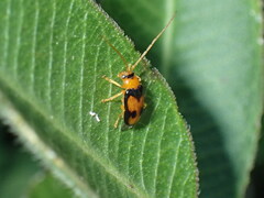 Spilocephalus bipunctatus