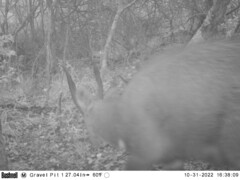 Tragelaphus sylvaticus sylvaticus