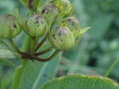 Pachycarpus natalensis