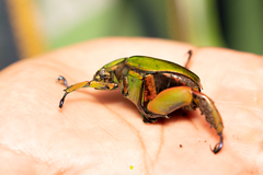Chrysina macropus