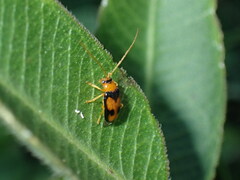 Spilocephalus bipunctatus
