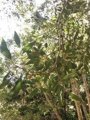 Pterocelastrus rostratus