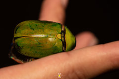 Chrysina macropus