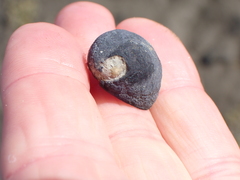 Nerita melanotragus
