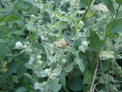Helichrysum panduratum