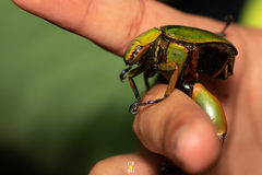 Chrysina macropus