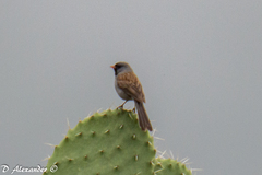 Spizella atrogularis