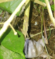Anolis gaigei