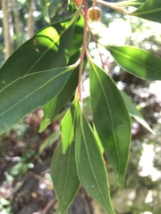 Pterocelastrus rostratus