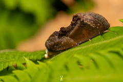 Gonodonta