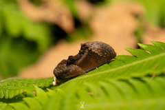 Gonodonta