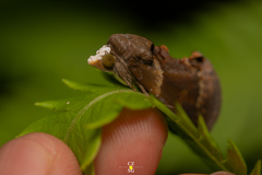 Gonodonta
