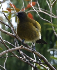 Anthornis melanura melanura