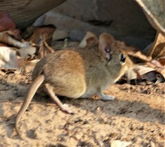 Macroscelidini