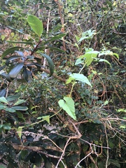 Convolvulus farinosus